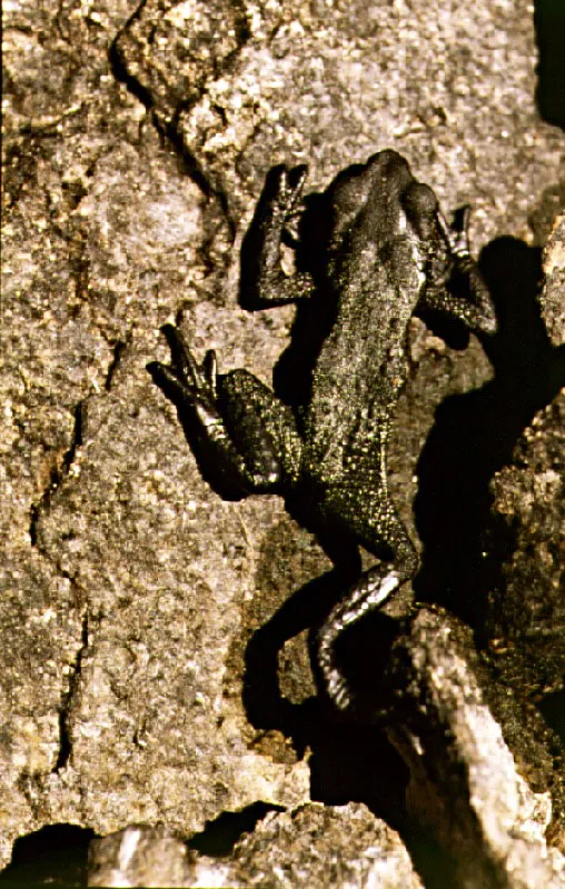 Rana Karri Kerri. Sierra Nevada de Santa Marta, Magdalena. Cristbal von Rothkirch