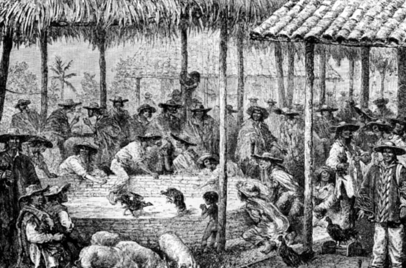 Pelea de gallos en Ibagué. Dibujo de Riou. 15.8 x 23.0 cm. L’Amérique equinoxiale. M. André. París, 1877. Academia Colombiana de Historia, Bogotá. Jeremy Horner