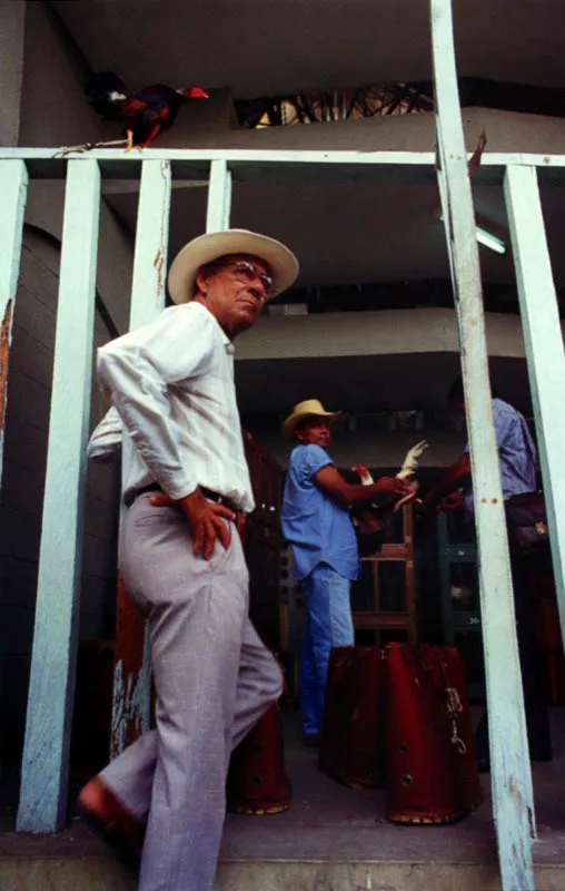 Festival del gallo fino en Sincelejo, Crdoba. Luis Enrique Martnez, Gallo vallenato, cant: Yo soy el gallo jabao, que a nadie le tiene miedo. Vivo listo y preparado en la legin de San Diego, con la espuela y con el pico puedo hacer una pelea con cualquier gallo que sea o con el pollo ms guapito. 
 Jeremy Horner