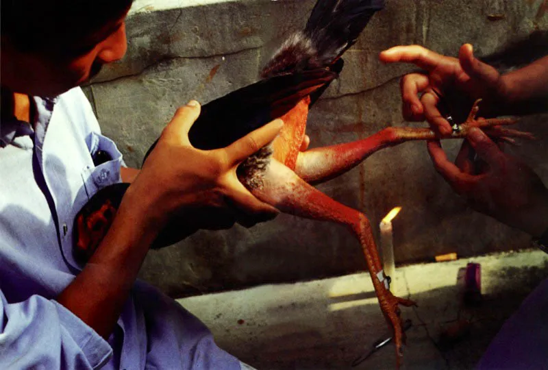 Festival del gallo fino en Sincelejo, Crdoba.
Toco los pitos, bonito, / toco los bajos, sabroso, / soy el gallo peligroso / con la espuela y con el pico. / Luis Enrique Martnez, 
Gallo vallenato.
 Jeremy Horner