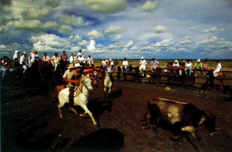 El estudioso llanero Nemesio Montaa Medina se refiere al coleo como un deporte fuerte de hombres en los llanos de Colombia y Venezuela, en Texas USA, en el estado de Jalisco en Mxico y en las pampas de Argentina. Su canto afirma: llegaron los campeones
los coleadores de fama 
a la manga de coleo 
marcando vuelta de campana. Tambin: Sobre los llanos la palma,
sobre la palma los cielos
sobre mi caballo yo,
y sobre yo mi sombrero. (Copla popular). Coleo. San Martn, Meta. Jeremy Horner