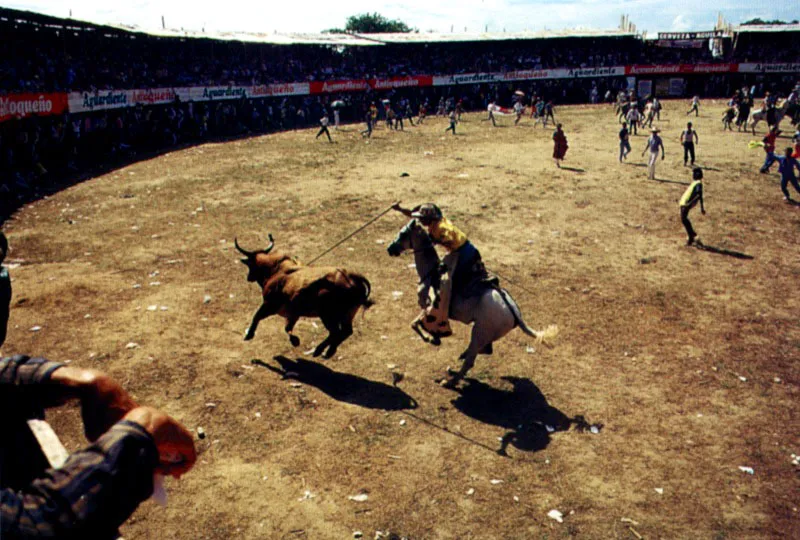 En circos y corralejas el toro se conceptualiza con una personalidad definida como la de un toro serio, un toro hecho, un toro que tiene tranco, un toro con recorrido, un toro que embiste con nobleza, un toro de galope, y no faltan quienes podran definir al toro como un Taurus llegado de otra galaxia. Fiesta de corraleja. San Luis de Sinc, Sucre.  Jeremy Horner