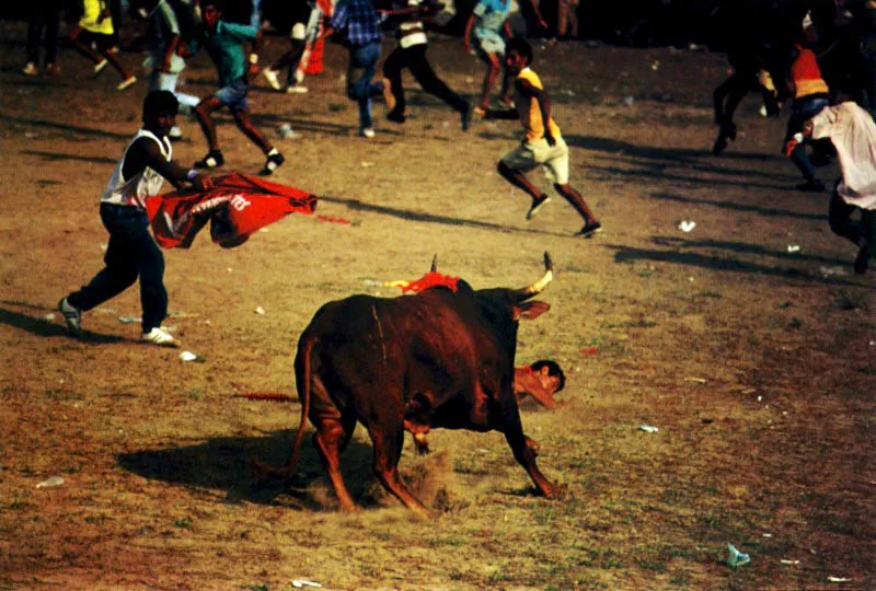 En circos y corralejas el toro se conceptualiza con una personalidad definida como la de un toro serio, un toro hecho, un toro que tiene tranco, un toro con recorrido, un toro que embiste con nobleza, un toro de galope, y no faltan quienes podran definir al toro como un Taurus llegado de otra galaxia. Fiesta de corraleja. San Luis de Sinc, Sucre.  Jeremy Horner