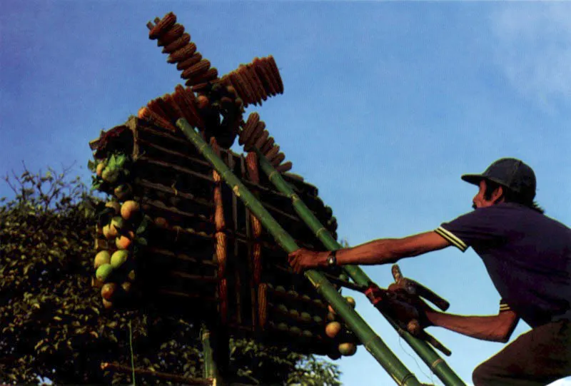 La guadua, de la cual en Colombia el botánico José Celestino Mutis clasificó unas quince variedades, es la “madera-alma” de los arcos de frutas en la representación festiva campesina de un edén andino. Todos los miembros de la familia ayudan en la construcción y aderezo de los arcos en la fiesta de Corpus Christi. Anolaima, Cundinamarca. Jeremy Horner