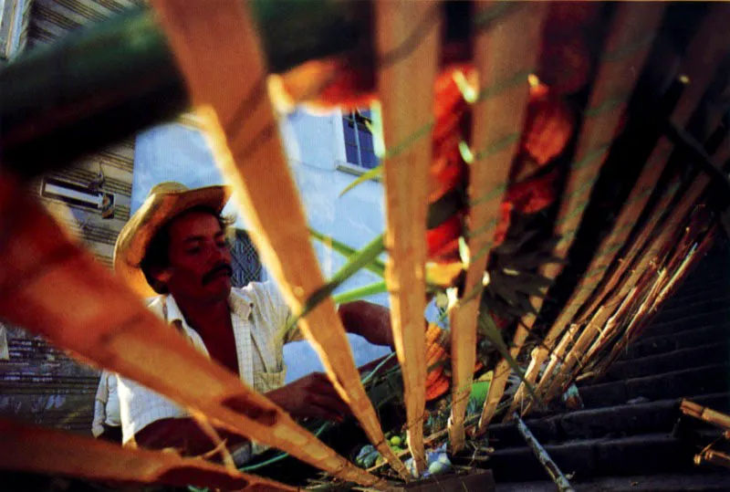 La guadua, de la cual en Colombia el botnico Jos Celestino Mutis clasific unas quince variedades, es la madera-alma de los arcos de frutas en la representacin festiva campesina de un edn andino. Todos los miembros de la familia ayudan en la construccin y aderezo de los arcos en la fiesta de Corpus Christi. Anolaima, Cundinamarca. Jeremy Horner