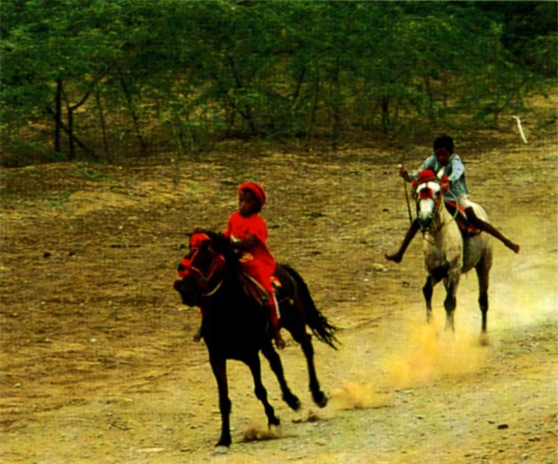 Caballos ataviados con trenzas, borlas y madejas de cerda de 	colores brillantes para carreras de festejo, han sido parte de la tradicin Wayu, La Guajira. Jeremy Horner