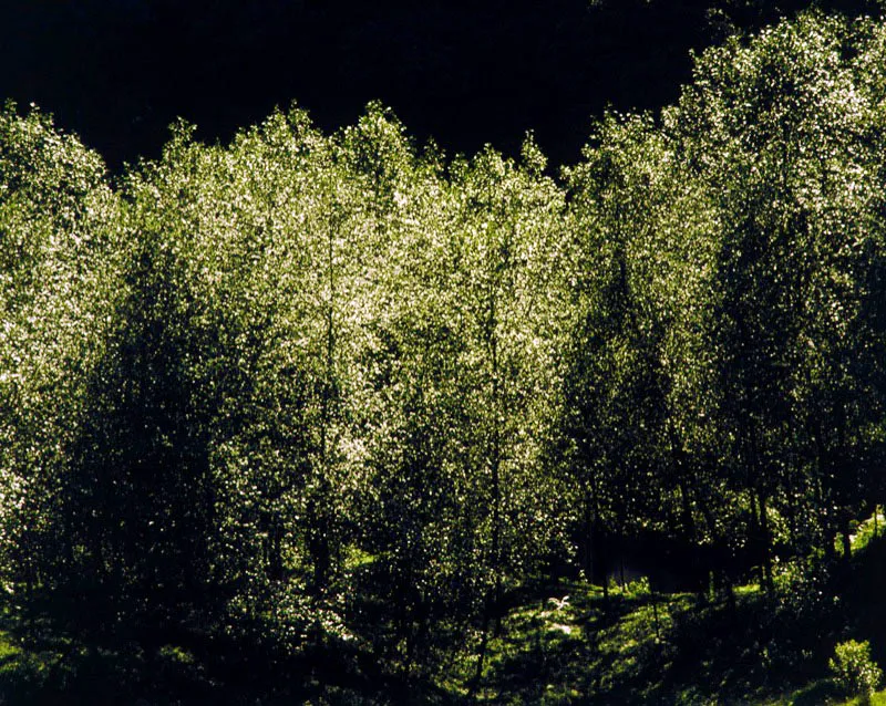 Bosque de Alisos en Manizales, Caldas. 