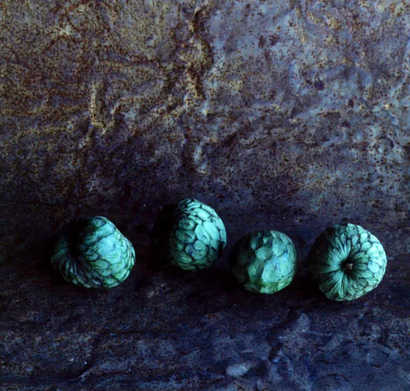 Chirimoya.  Annona cherimolia (Lam.) Mill. 