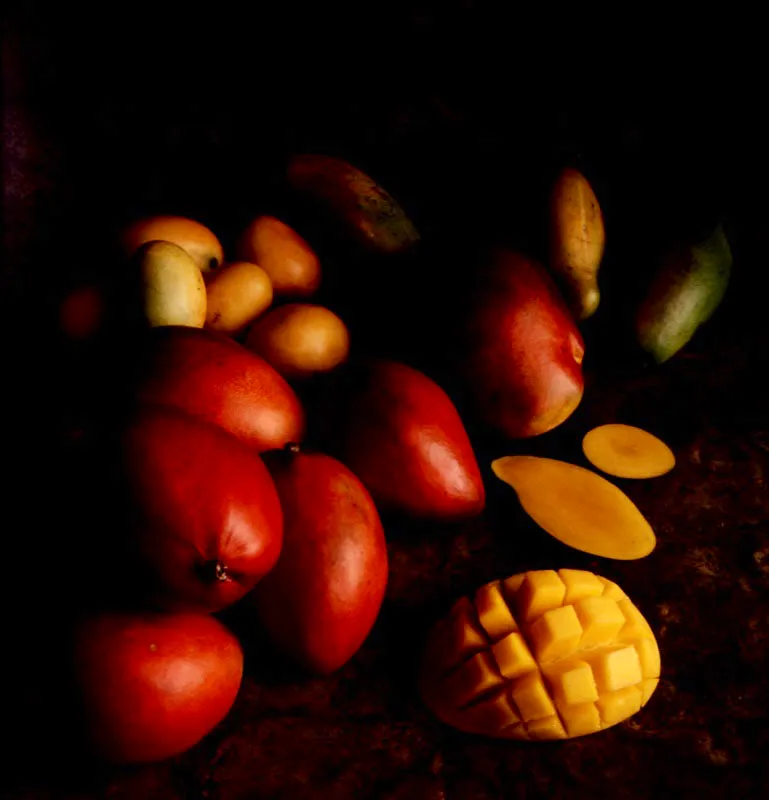 Mango. Mangifera indica L.