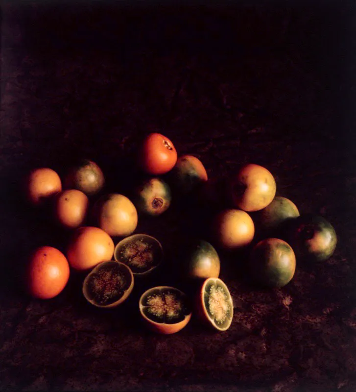 Lulo. Solanum quitoense Lam.