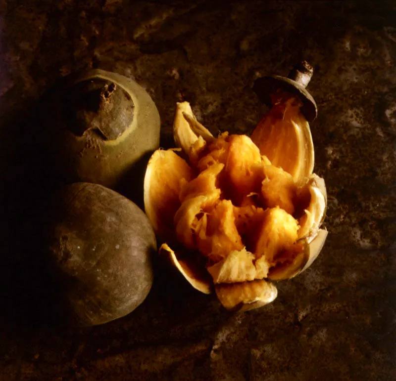 Zapote. Matisia cordata H. & B.