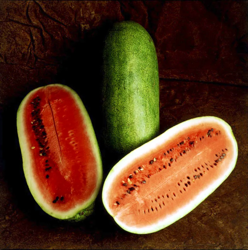 Sandía. Citrullus vulgaris Schrader