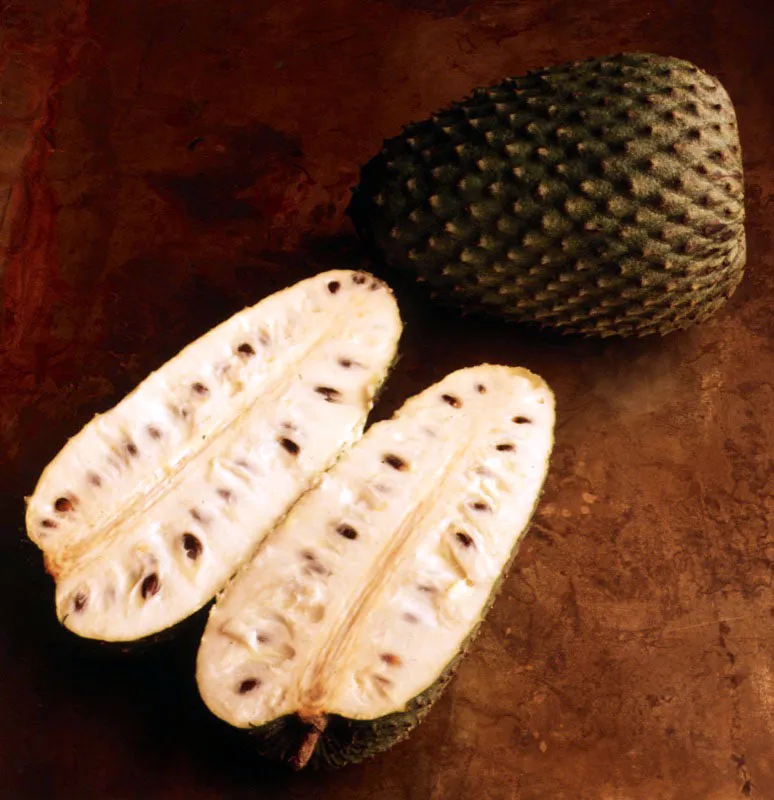  Guanbana.  Annona muricata L.
 