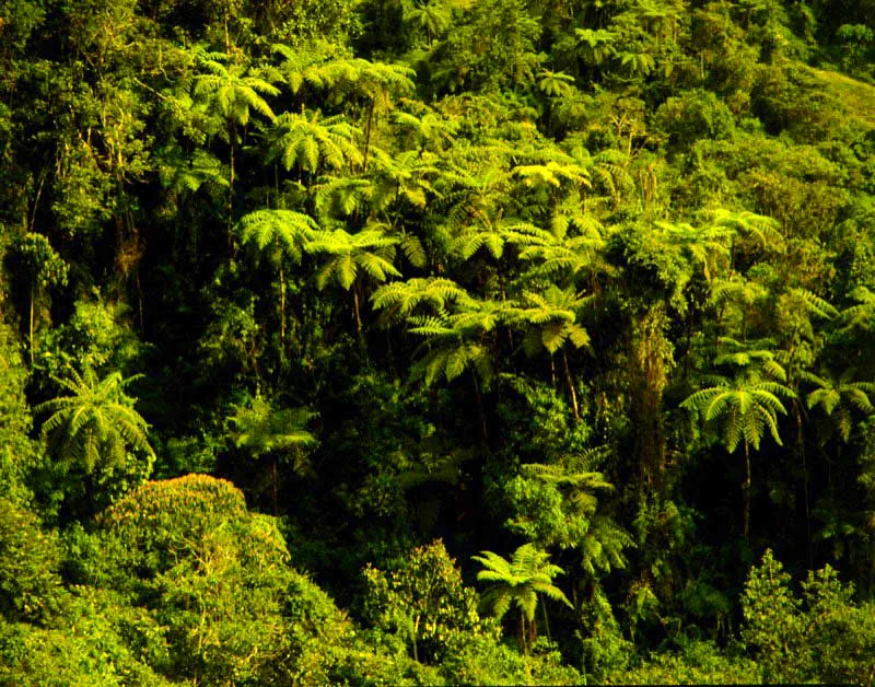 Bosque de helechos arbreos en Santa Rosa de Cabal, Risaralda. 