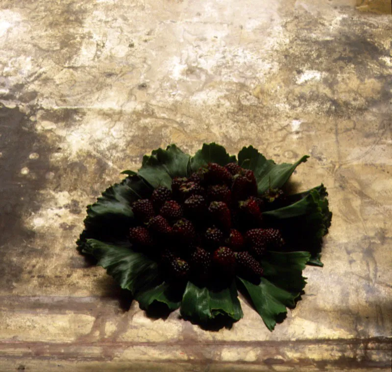 Mora. Rubus glaucus Bentham