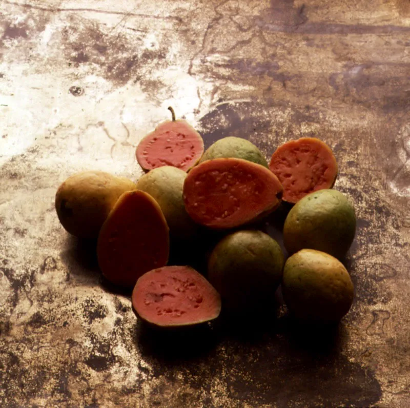 Guayaba.  Psidium guajaba L. 