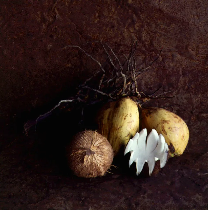 Coco. Cocos nucifera L.