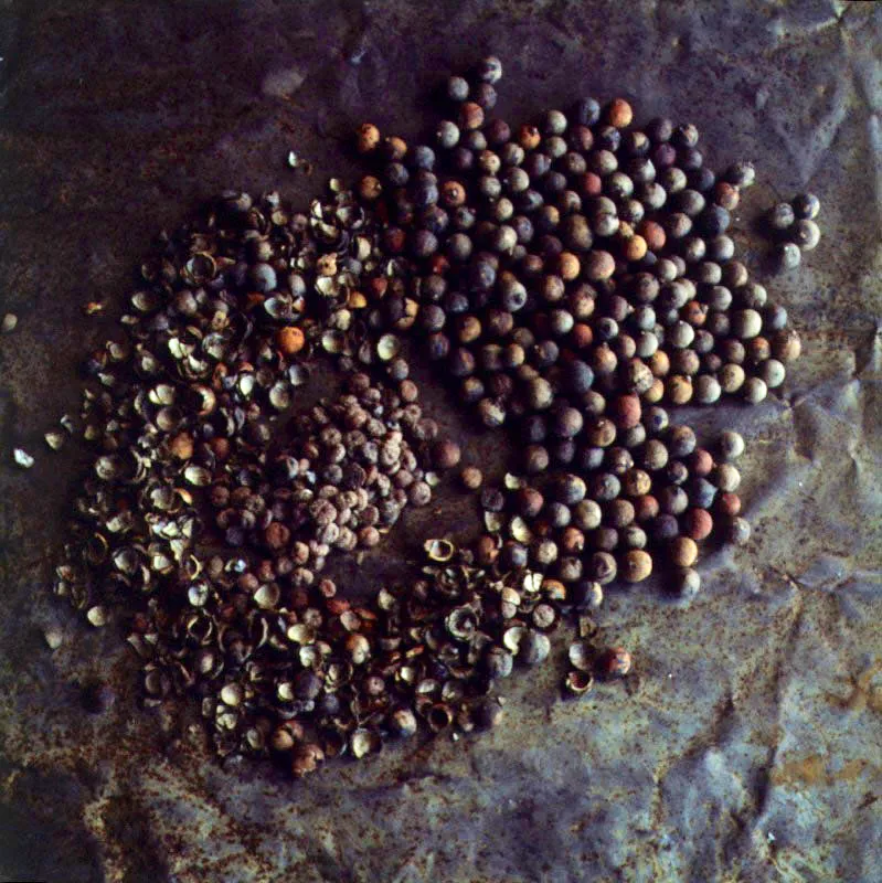 Corozo. Scheelea butyracea Karsten.