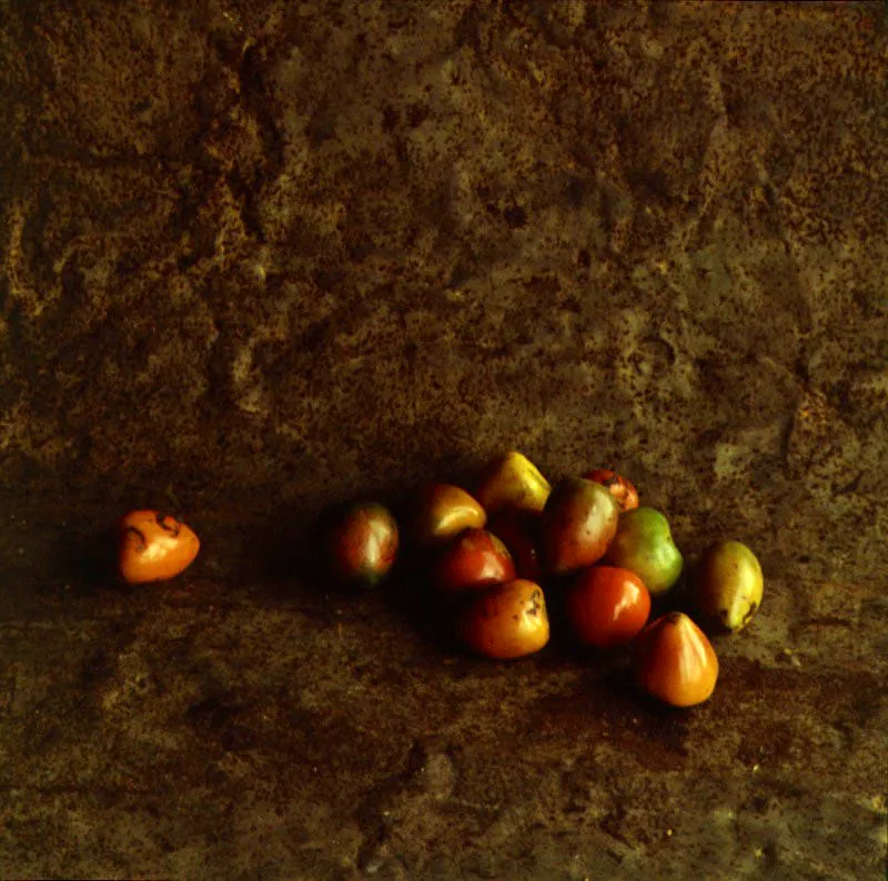 Chontaduro. Bactris gasipaes H.B.K
