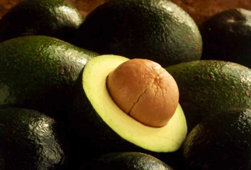 Aguacate.  Persea americana. Miller 