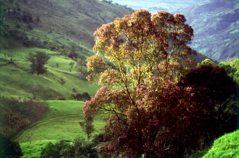 Río de Oro, Cesar.