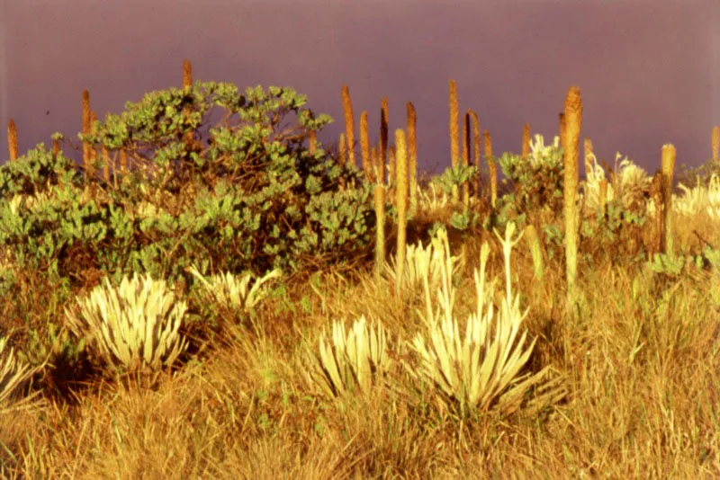 En el pramo del Verjn, las inflorescencias del cardosanto (Puya) se elevan como altivos ejes verticales. 