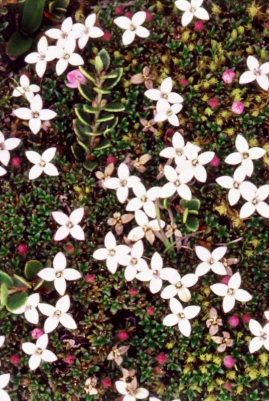 Piojito de flor blanca (Arcythophyllum muticum)- Rubiaceae.