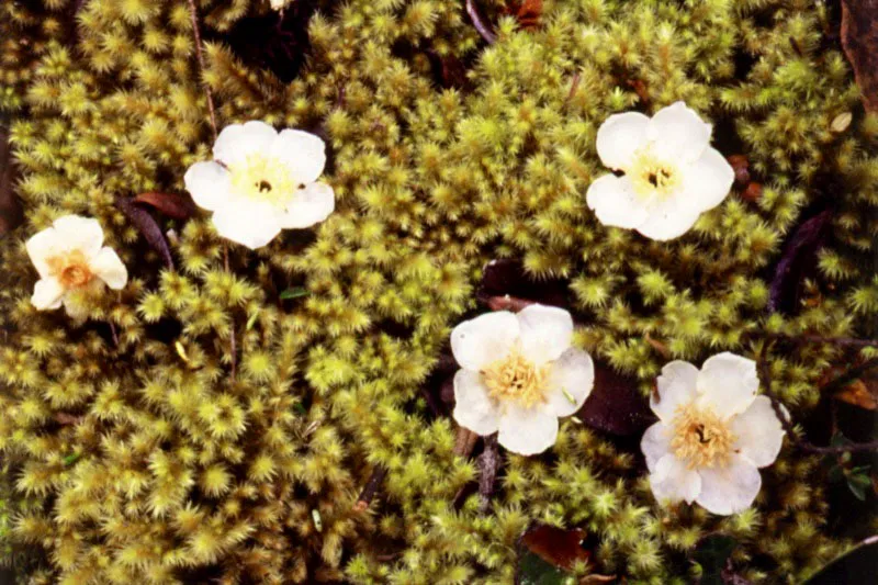 Trompo (Ternstroemia meridionalis)- Theaceae.  