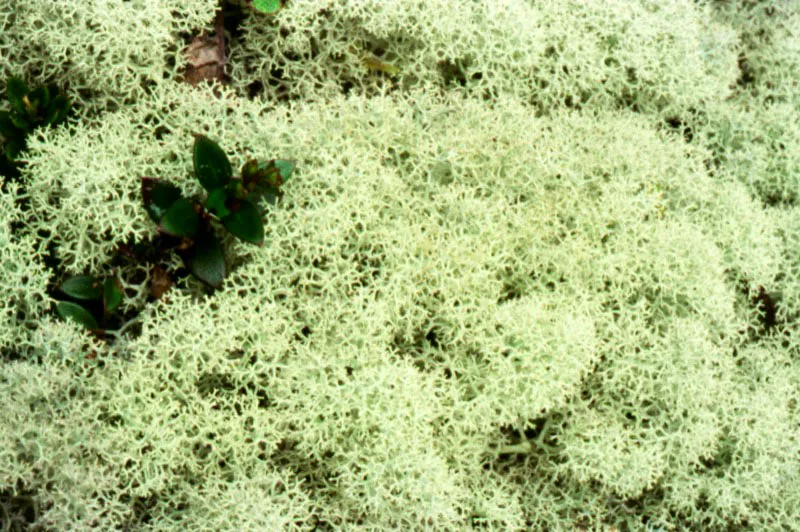 Liquen arborescente.