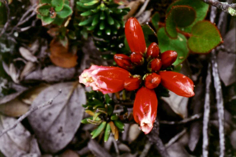 Pegamoscos (Befaria resinosa)- Ericaceae.