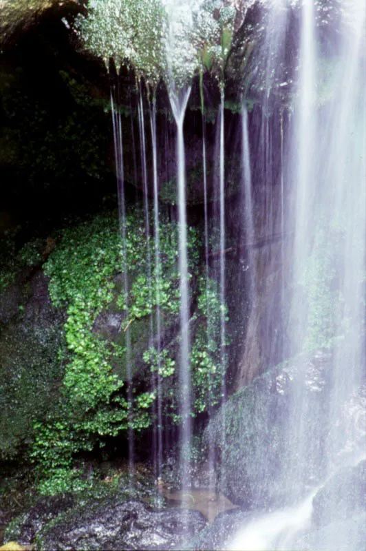 Melodiosas cortinas de agua en la cada de la quebrada del cerro de Guadalupe. 