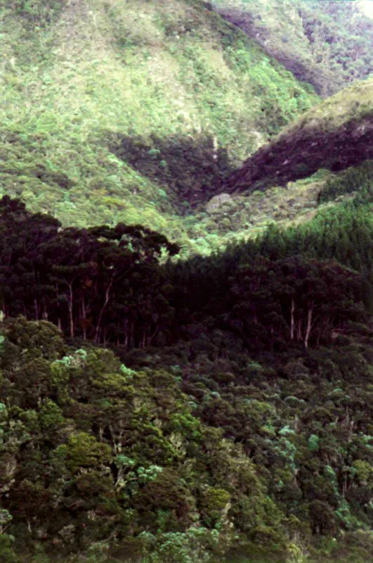 Constelación de bosques.