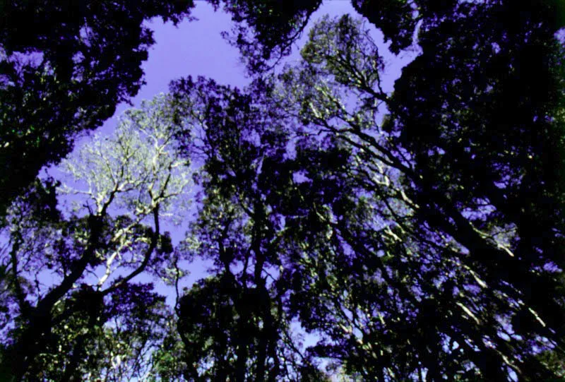 Follaje de bosque nativo.