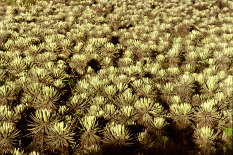 Páramo el Verjón. Frailejonal.