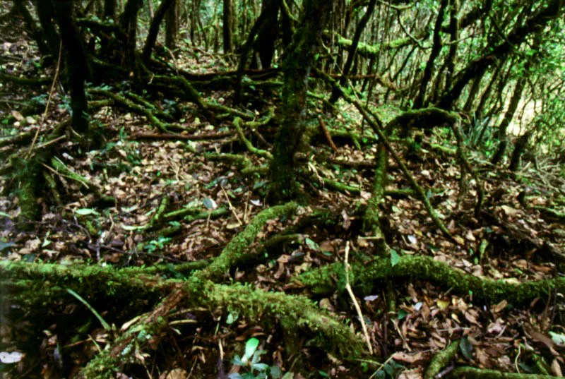  Sotobosque. Bosque nativo. Verjn alto.
 