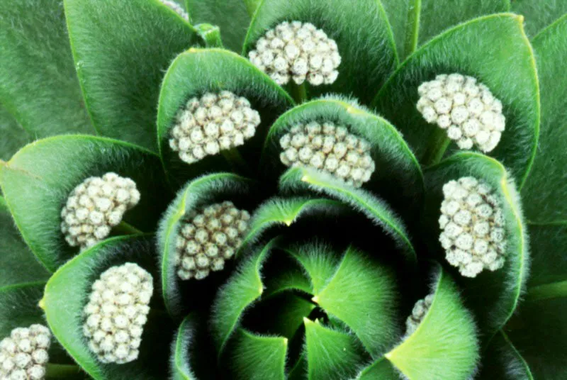 Flores de sorprendentes texturas de la Eriocaulaceae (Paepalanthus sp.)-Chupalla, en el pramo del Verjn. Este tipo de vegetacin se extiende por encima de los 3.100 msnm, sobre suelos con buena retencin de agua. 