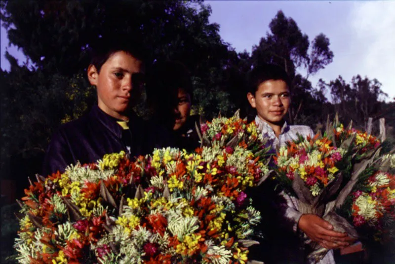 Los cerros proveen una 
gran variedad de flores que los nios del campo recogen para vender a los habitantes de la ciudad. 