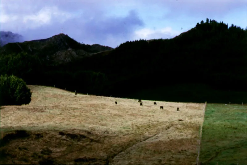 Con el uso del arado, algunas zonas de bosque nativo, detrs de los cerros orientales, se convierten primero en reas de cultivo y luego de pastoreo. 