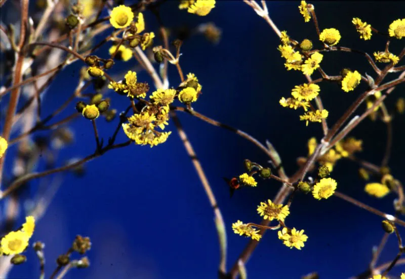 Un díptero (tábano) se posa sobre las flores de Compuestas o Espeletia.