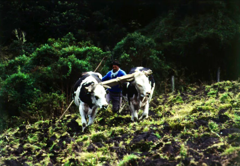 Con el uso del arado, algunas zonas de bosque nativo, detrs de los cerros orientales, se convierten primero en reas de cultivo y luego de pastoreo. 