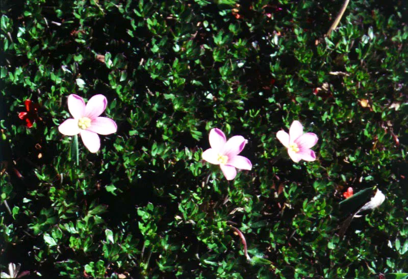 Geranio (Geranium sp.)-Geraniaceae.