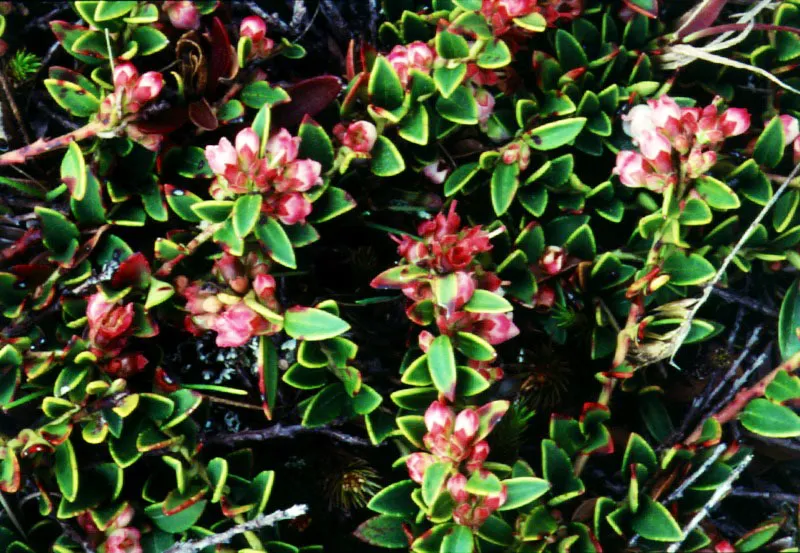 Ericaceae.