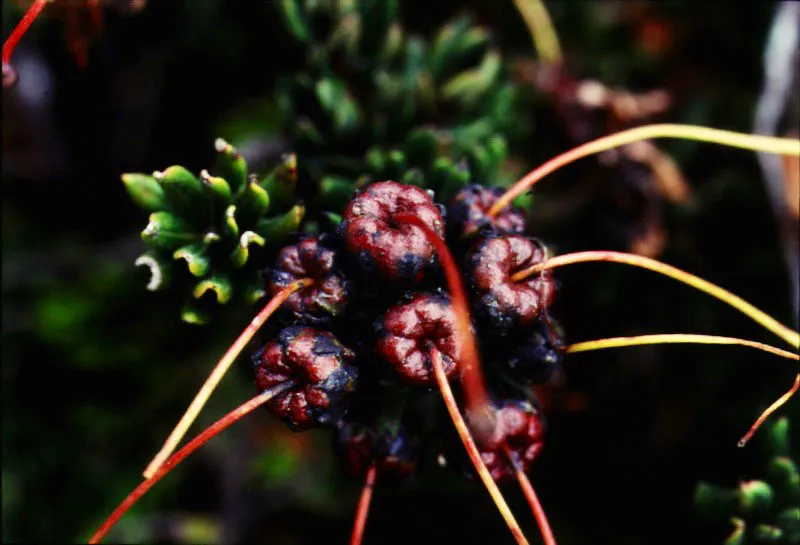 Frutos de pegamoscos.