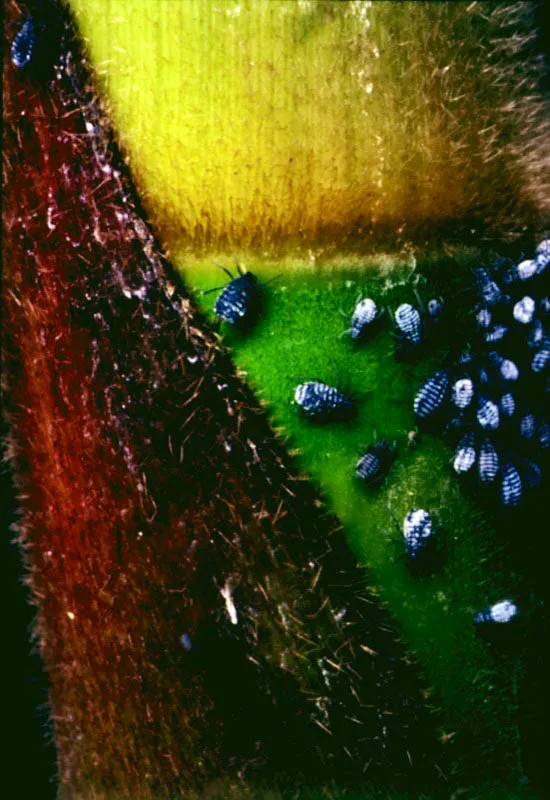 Larvas (Homoptera-Afidos).