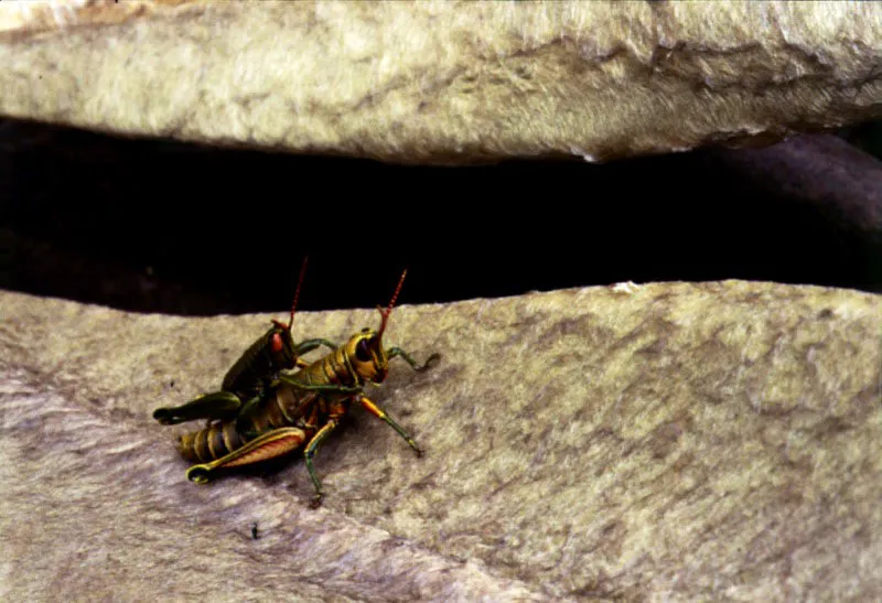 Saltamontes o grillos.