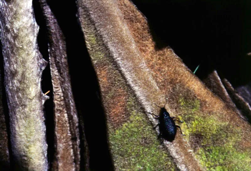 Coleoptera-Tenebrionidae. 