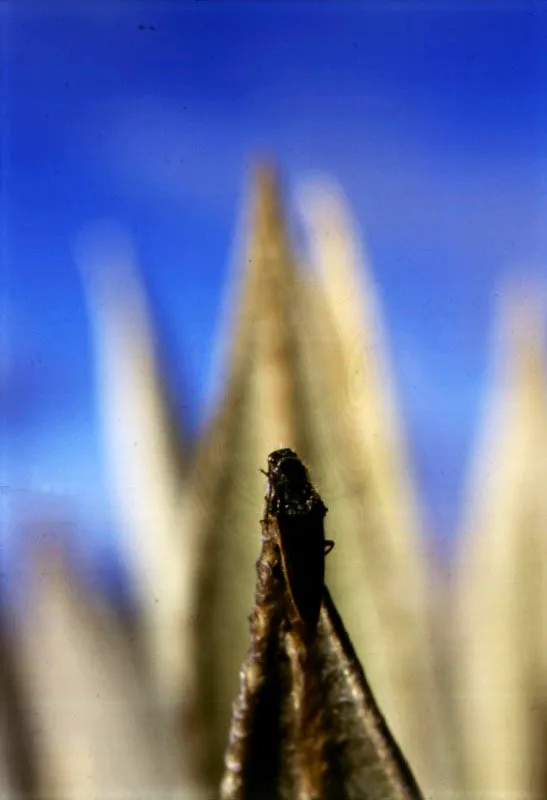 Escarabajo resorte (Coleoptera-Elateridae Semiotus sp.), en ápice de una hoja de frailejón.