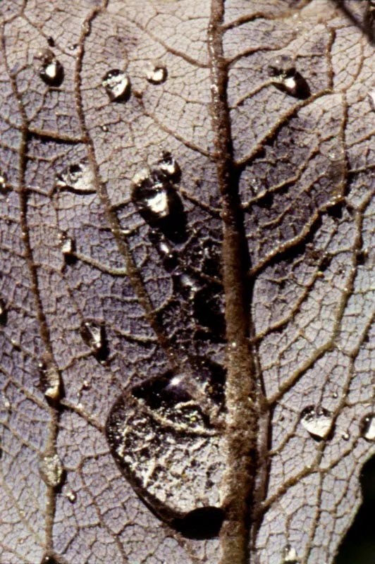 Araña tejedora (Aranae-Araneidae) sobre hoja.