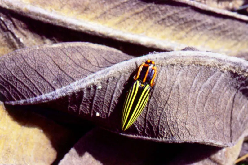 Escarabajo resorte (Coleoptera Elateridae). La perturbacin de algunas reas ha ocasionado prdidas de fauna. 