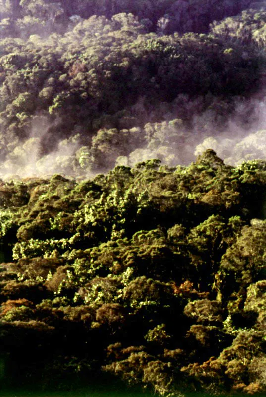 Página opuesta, Bosque secundario de gaques y encenillos a la altura de Miravalles. En los cerros orientales hay algunos reductos de bosques secundarios que tardarán de 50 a 150 años en llegar a ser bosque seminatural, si se logra su preservación.